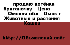 продаю котёнка британочку › Цена ­ 3 500 - Омская обл., Омск г. Животные и растения » Кошки   